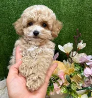 Baby, a male Maltipoo for sale in Williamsburg, VA – Photo 4 of 5