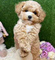 Baby, a male Maltipoo for sale in Williamsburg, VA – Photo 5 of 5