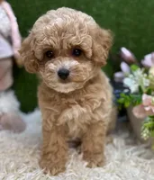 Baby, a male Maltipoo for sale in Williamsburg, VA – Photo 1 of 5