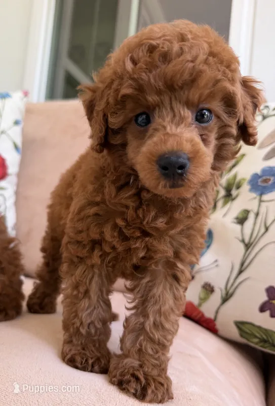 Sir. Jamie – Poodle - Toy  puppy for sale in Williamsburg, VA