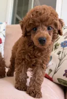 Sir. Jamie, a male Poodle - Toy  for sale in Williamsburg, VA – 1 of 3