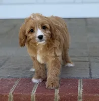 Biscuit, a male Cavapoo for sale in Williamsburg, VA – 3 of 9