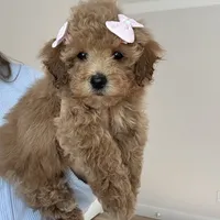 Princess, a female Maltipoo and Maltese for sale in Williamsburg, VA – Photo 1 of 9