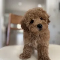 Princess, a female Maltipoo and Maltese for sale in Williamsburg, VA – Photo 3 of 9