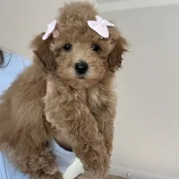 Princess, a female Maltipoo and Maltese for sale in Williamsburg, VA – Photo 8 of 9