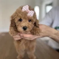 Princess, a female Maltipoo and Maltese for sale in Williamsburg, VA – Photo 5 of 9