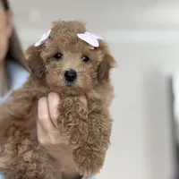 Princess, a female Maltipoo and Maltese for sale in Williamsburg, VA – Photo 2 of 9