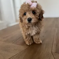 Princess, a female Maltipoo and Maltese for sale in Williamsburg, VA – Photo 9 of 9