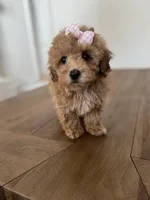 processed/a0cae2be-d687-45cd-8eeb-a0ef6375ec12/listing/3e8860ec-12ad-48b3-87ed-d9dd03a1c43a/80fff46a-6f9f-448e-9b20-439f2558a10b