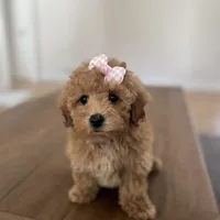 Princess, a female Maltipoo and Maltese for sale in Williamsburg, VA – Photo 4 of 9