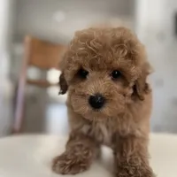 Princess, a female Maltipoo and Maltese for sale in Williamsburg, VA – Photo 6 of 9