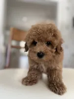 processed/a0cae2be-d687-45cd-8eeb-a0ef6375ec12/listing/3e8860ec-12ad-48b3-87ed-d9dd03a1c43a/e55dacfe-cfc4-4616-96ed-07f93233bc63