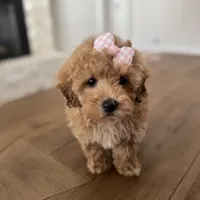 Princess, a female Maltipoo and Maltese for sale in Williamsburg, VA – Photo 7 of 9