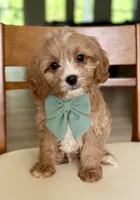 Biscuit, a male Cavapoo for sale in Williamsburg, VA – 5 of 9