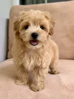 Budy, a male Maltipoo for sale in Williamsburg, VA – 5 of 10