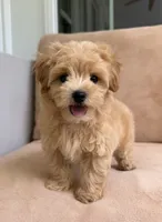Budy, a male Maltipoo for sale in Williamsburg, VA – 6 of 10