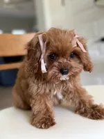 Petunia, a female Cavapoo for sale in Williamsburg, VA – 1 of 4