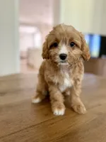 Biscuit, a male Cavapoo for sale in Williamsburg, VA – 8 of 9