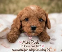 Pink, a female Cavapoo and Poodle - Toy  for sale in Williamsburg, VA – 1 of 1