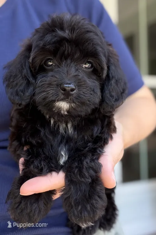 Luke – Cavapoo puppy for sale in Williamsburg, VA