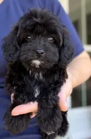 Luke, a male Cavapoo for sale in Williamsburg, VA – 1 of 7