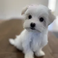 Love, a female Maltese for sale in Williamsburg, VA – Photo 5 of 7
