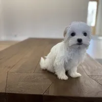 Love, a female Maltese for sale in Williamsburg, VA – Photo 7 of 7