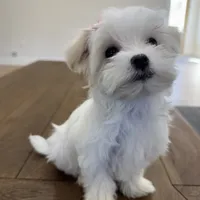 Love, a female Maltese for sale in Williamsburg, VA – Photo 6 of 7