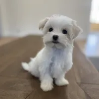 Love, a female Maltese for sale in Williamsburg, VA – Photo 4 of 7