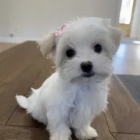 Love, a female Maltese for sale in Williamsburg, VA – Photo 1 of 7