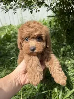 Cavapoo, a male Cavapoo for sale in Williamsburg, VA – 5 of 6