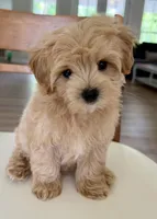 Budy, a male Maltipoo for sale in Williamsburg, VA – 8 of 10