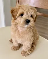 Budy, a male Maltipoo for sale in Williamsburg, VA – 2 of 10