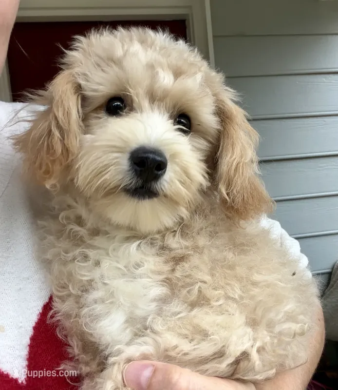 Puppy – Maltipoo puppy for sale in Williamsburg, VA