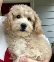 Puppy, a male Maltipoo for sale in Williamsburg, VA – 1 of 4