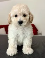 Princess, a female Maltipoo for sale in Williamsburg, VA – 3 of 6