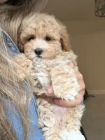 Charlie, a male Maltipoo for sale in Williamsburg, VA – 7 of 8