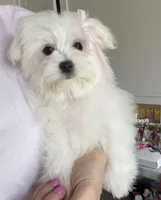Baby, a  Maltese for sale in Williamsburg, VA – 3 of 7