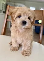 Budy, a male Maltipoo for sale in Williamsburg, VA – 10 of 10