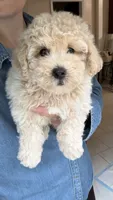 Prince, a male Maltipoo for sale in Williamsburg, VA – 2 of 5