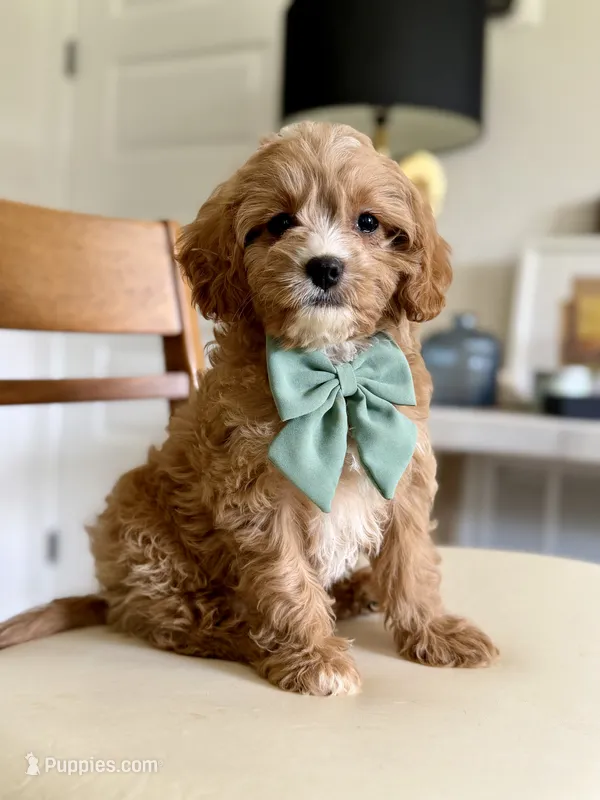Biscuit – Cavapoo puppy for sale in Williamsburg, VA