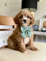 Biscuit, a male Cavapoo for sale in Williamsburg, VA – 1 of 9