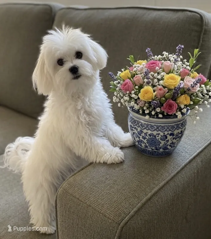 Angel – Maltipoo puppy for sale in Williamsburg, VA
