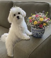 Angel, a male Maltipoo for sale in Williamsburg, VA – 1 of 3