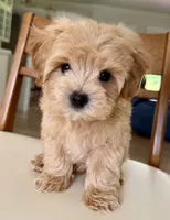Budy, a male Maltipoo for sale in Williamsburg, VA – 1 of 10