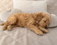 Georgie, a male Maltipoo for sale in Williamsburg, VA – 2 of 3