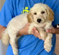 Budy, a male Poodle - Toy  and Bichpoo for sale in Williamsburg, VA – 2 of 7