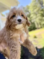 Biscuit, a male Cavapoo for sale in Williamsburg, VA – 7 of 9