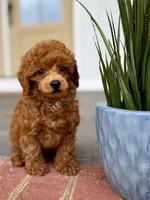 Sir, George, a male Poodle - Toy  for sale in Williamsburg, VA – 4 of 5