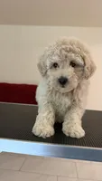 Prince, a male Maltipoo for sale in Williamsburg, VA – 5 of 5